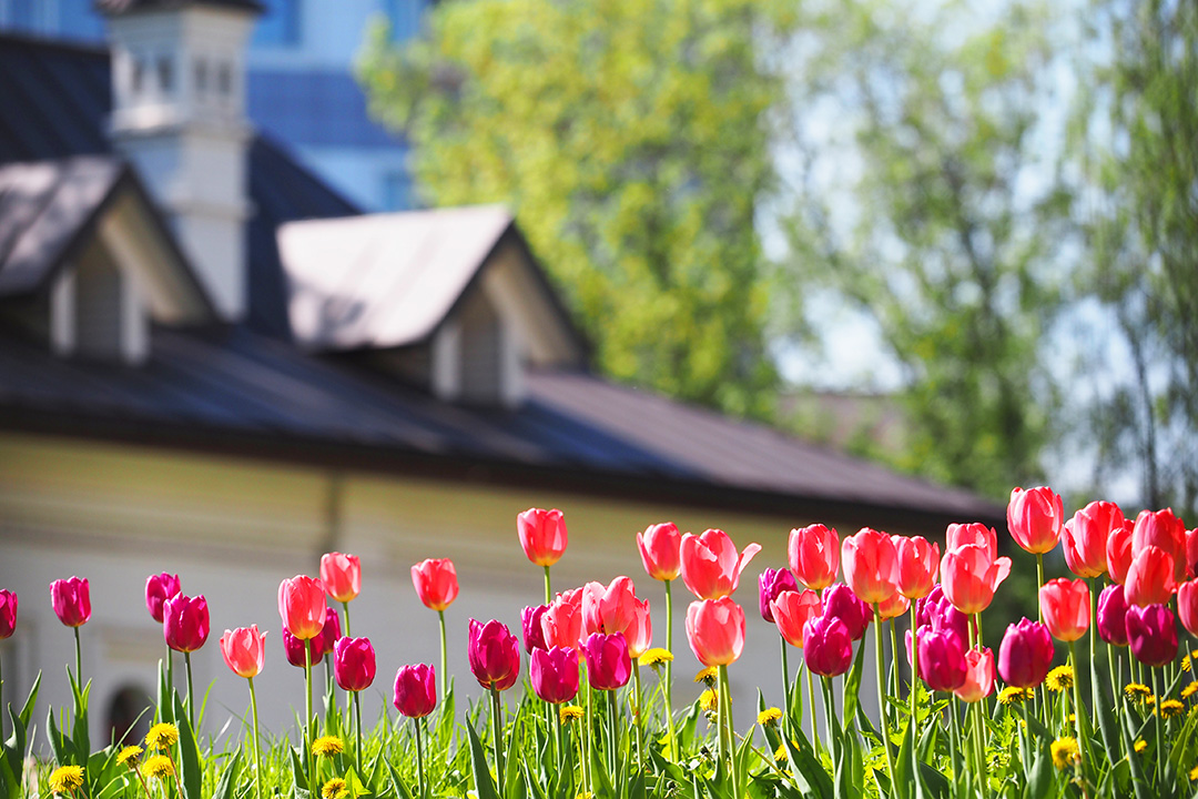 Red and pink tulips in focus in the foreground of a large home blurred in the background.