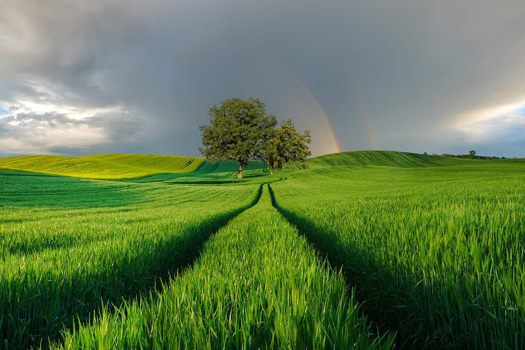 Green field with tree showing a rainbow and stormy skies in the background.