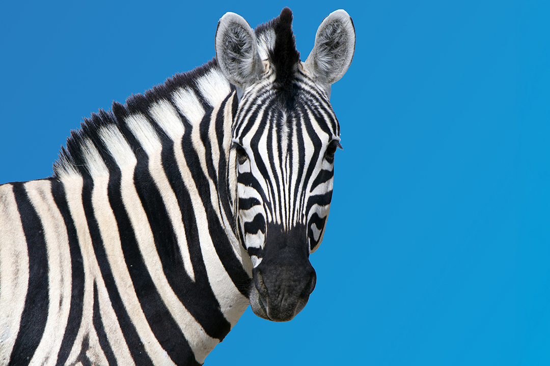 Zebra looking at camera, Etosha National Park, Namibia