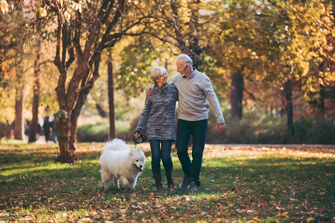 Senior couple walking their dog in park