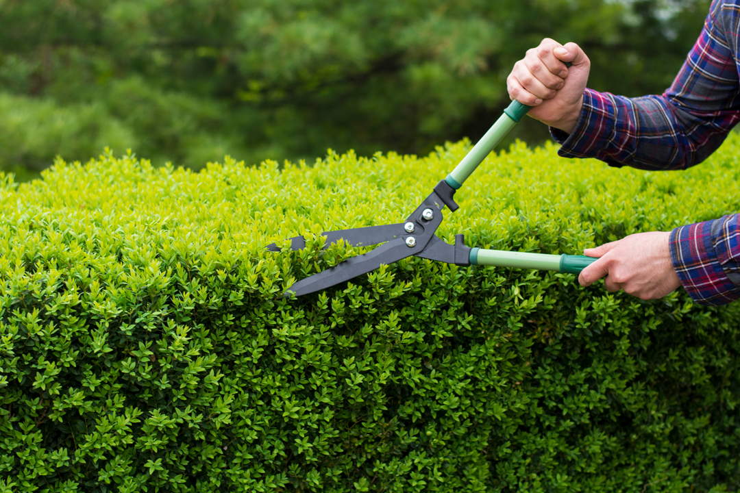 Man in long sleeved shirt using hedge trimmers